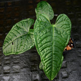 Anthurium lapoanum