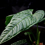 Anthurium lapoanum