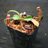 Nepenthes lowii Trusmadi, CAR-0018