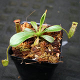 Nepenthes lowii Trusmadi, CAR-0018