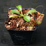 Nepenthes lowii Trusmadi, CAR-0018