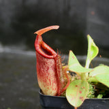 Nepenthes rajah x (lowii x veitchii)