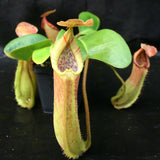 Nepenthes truncata, Hiroshima