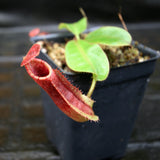 Nepenthes [(lowii x veitchii) x boschiana] x (maxima x veitchii)