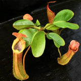 Nepenthes truncata, Hiroshima