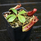 Nepenthes [(lowii x veitchii) x boschiana] x (maxima x veitchii)