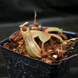 Nepenthes veitchii (Hose Mountains x Bareo)