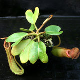 Nepenthes truncata, Hiroshima