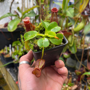 Nepenthes villosa x robcantleyi