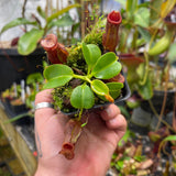 Nepenthes villosa x robcantleyi