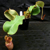 Nepenthes veitchii Bareo Squat