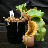 Nepenthes veitchii Bareo Squat