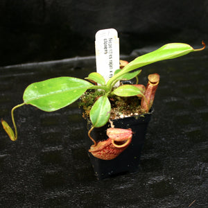 Nepenthes rajah x eymae