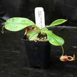 Nepenthes rajah x eymae