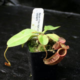 Nepenthes rajah x eymae