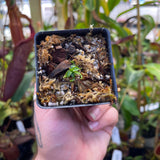 Nepenthes mollis x edwardsiana, CAR-0446