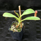 Nepenthes klossii, clone 237