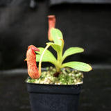 Nepenthes klossii, clone 227