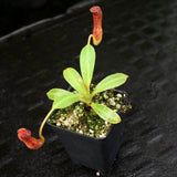 Nepenthes klossii, clone 227