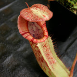 Nepenthes veitchii JB x boschiana JB, CAR-0148