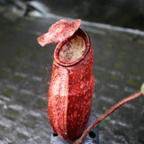 Nepenthes peltata, BE-4025