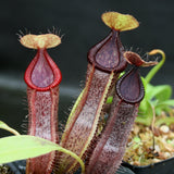 Nepenthes singalana variegated x hamata, CAR-0138