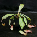 Nepenthes smilesii x bokorensis, CAR-0142