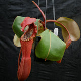 Nepenthes Song of Melancholy x clipeata, CAR-0112