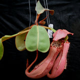 Nepenthes Song of Melancholy x clipeata, CAR-0112