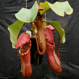 Nepenthes Song of Melancholy x clipeata, CAR-0112