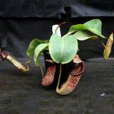 Nepenthes [(lowii x veitchii) x boschiana]-yellow x platychila, CAR-0084