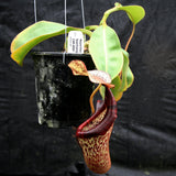 Nepenthes [(lowii x veitchii) x boschiana]-yellow x platychila, CAR-0084