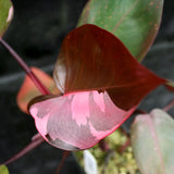 Philodendron 'Pink Princess'