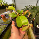 Nepenthes {[(Rokko x boschiana) x veitchii] x (lowii x truncata)}, CAR-0448