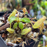 Nepenthes ventricosa 'Denver' x edwardsiana, CAR-0447