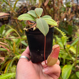 Nepenthes sibuyanensis x merrilliana, BE 4026