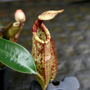 Nepenthes rafflesiana x mollis, CAR-0216