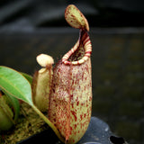 Nepenthes rafflesiana x mollis, CAR-0216