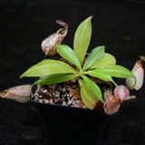 Nepenthes rafflesiana, BE-4519