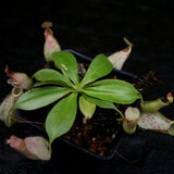 Nepenthes rafflesiana, BE-4519