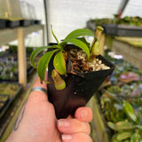 Nepenthes sibuyanensis, CAR-0450