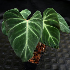 Philodendron verrucosum "Choco"