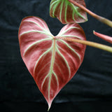 Philodendron verrucosum "Choco"