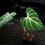 Philodendron verrucosum "Choco"