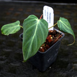 Philodendron verrucosum "Choco"