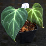 Philodendron verrucosum "Choco"