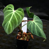 Philodendron verrucosum "Choco"