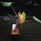 Philodendron verrucosum "Choco"