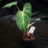 Philodendron verrucosum "Choco"