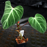 Philodendron verrucosum "Choco"